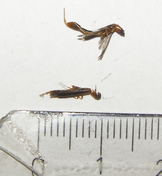 Lymexylon navale